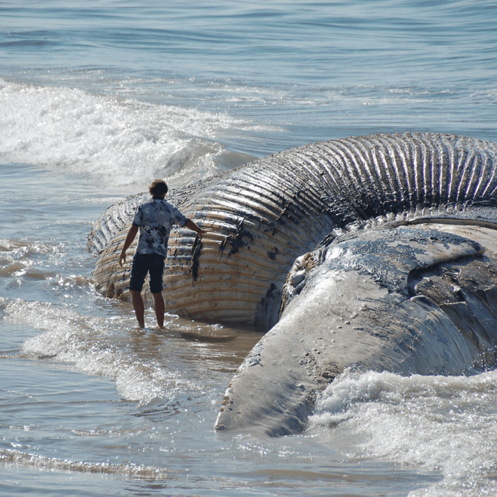 Screen Shot 2022-04-27 at 8.12.21 AM