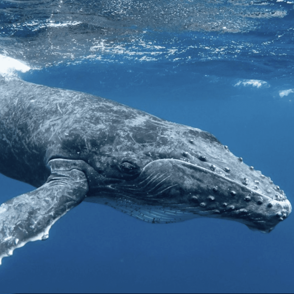 Screenshot 2025-12-30 at 8.55.20 AM